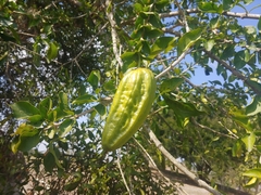 Parmentiera aculeata