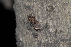 Cryptaspasma