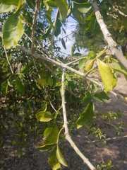 Parmentiera aculeata