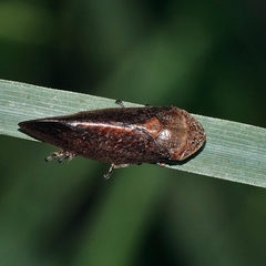 Amarusa australis