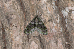 Esakiopteryx volitans