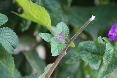 Rubroserrata mathewi