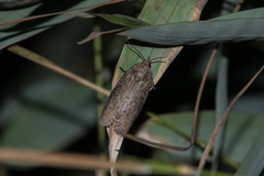 Gadirtha inexacta