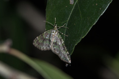 Esakiopteryx volitans