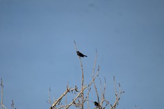 Agelaius phoeniceus