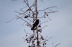 Agelaius phoeniceus