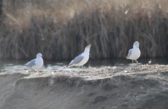 Larus delawarensis
