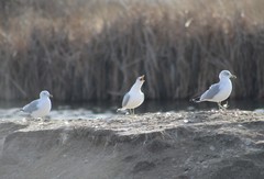 Larus delawarensis
