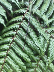 Candovia annulata