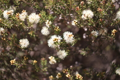 Melaleuca pauperiflora mutica
