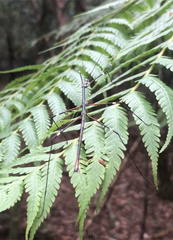 Candovia annulata