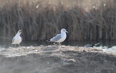 Larus delawarensis