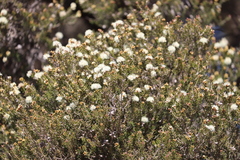 Melaleuca pauperiflora mutica