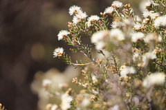 Melaleuca pauperiflora mutica
