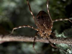 Hadrobunus maculosus