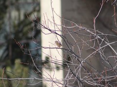 Melospiza melodia