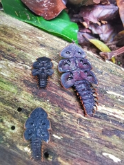 Platerodrilus ruficollis