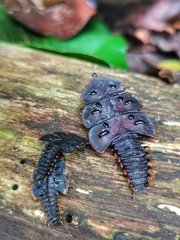 Platerodrilus ruficollis