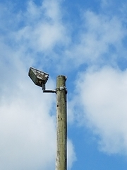 Melanerpes carolinus