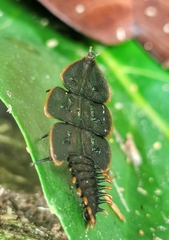 Platerodrilus ruficollis