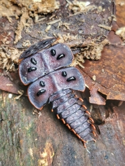 Platerodrilus ruficollis