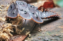 Platerodrilus ruficollis