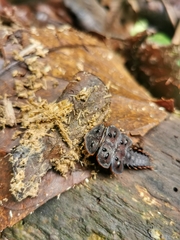 Platerodrilus ruficollis