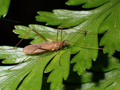 Chioneinae
