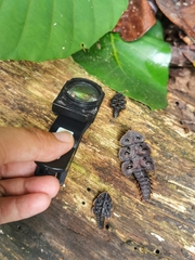 Platerodrilus ruficollis