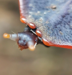 Platerodrilus ruficollis