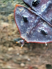 Platerodrilus ruficollis