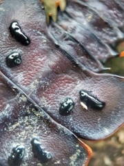 Platerodrilus ruficollis