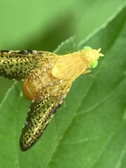 Icterica