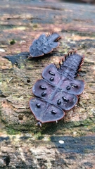 Platerodrilus ruficollis