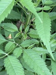 Icterica
