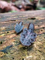 Platerodrilus ruficollis