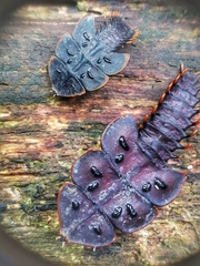 Platerodrilus ruficollis