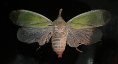 Enchophora prasina image