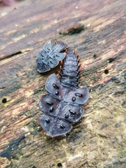 Platerodrilus ruficollis