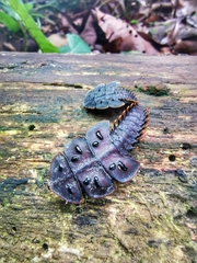 Platerodrilus ruficollis