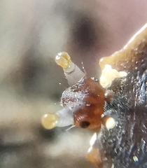 Platerodrilus ruficollis