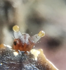 Platerodrilus ruficollis