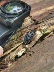 Platerodrilus ruficollis