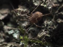 Hadrobunus maculosus