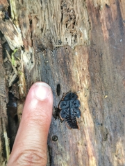 Platerodrilus ruficollis