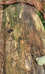 Platerodrilus ruficollis