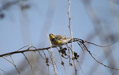 Setophaga coronata auduboni