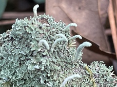 Cladonia subradiata