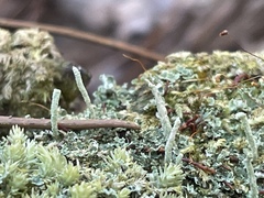 Cladonia subradiata