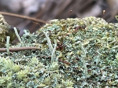 Cladonia subradiata